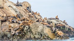 XL Peru Palomino Island Sea Lions Rocks Animals