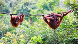 XL Borneo Orangutangs Hangings In Trees