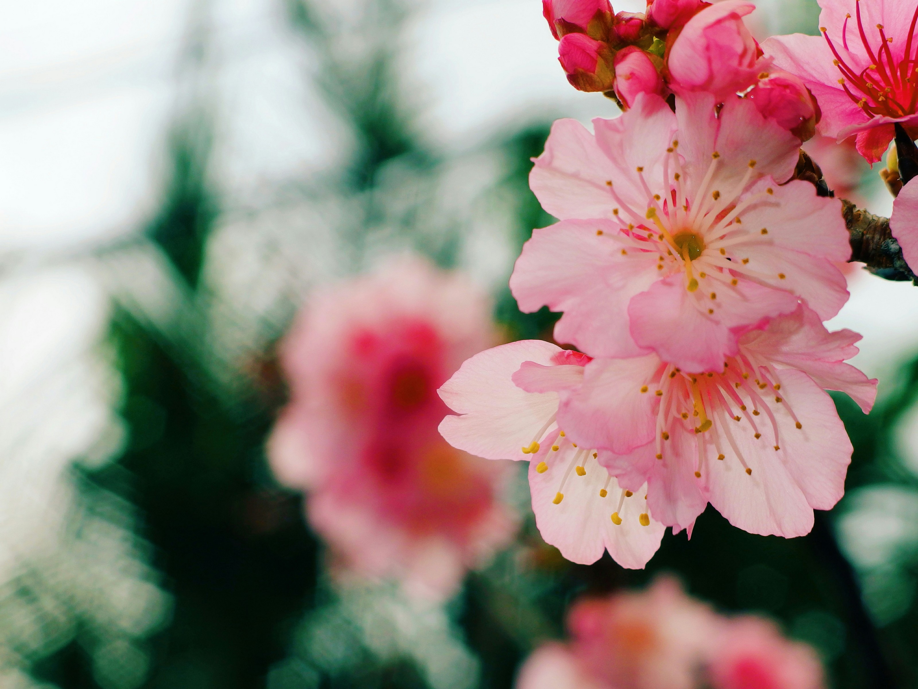 XL Blog Okinawa Flowers