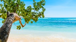 Xl Sri Lanka Tropical Beach Tree Ocean