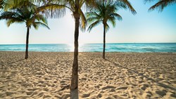 Xl USA Florida Fort Lauderdale Beach Palmtrees