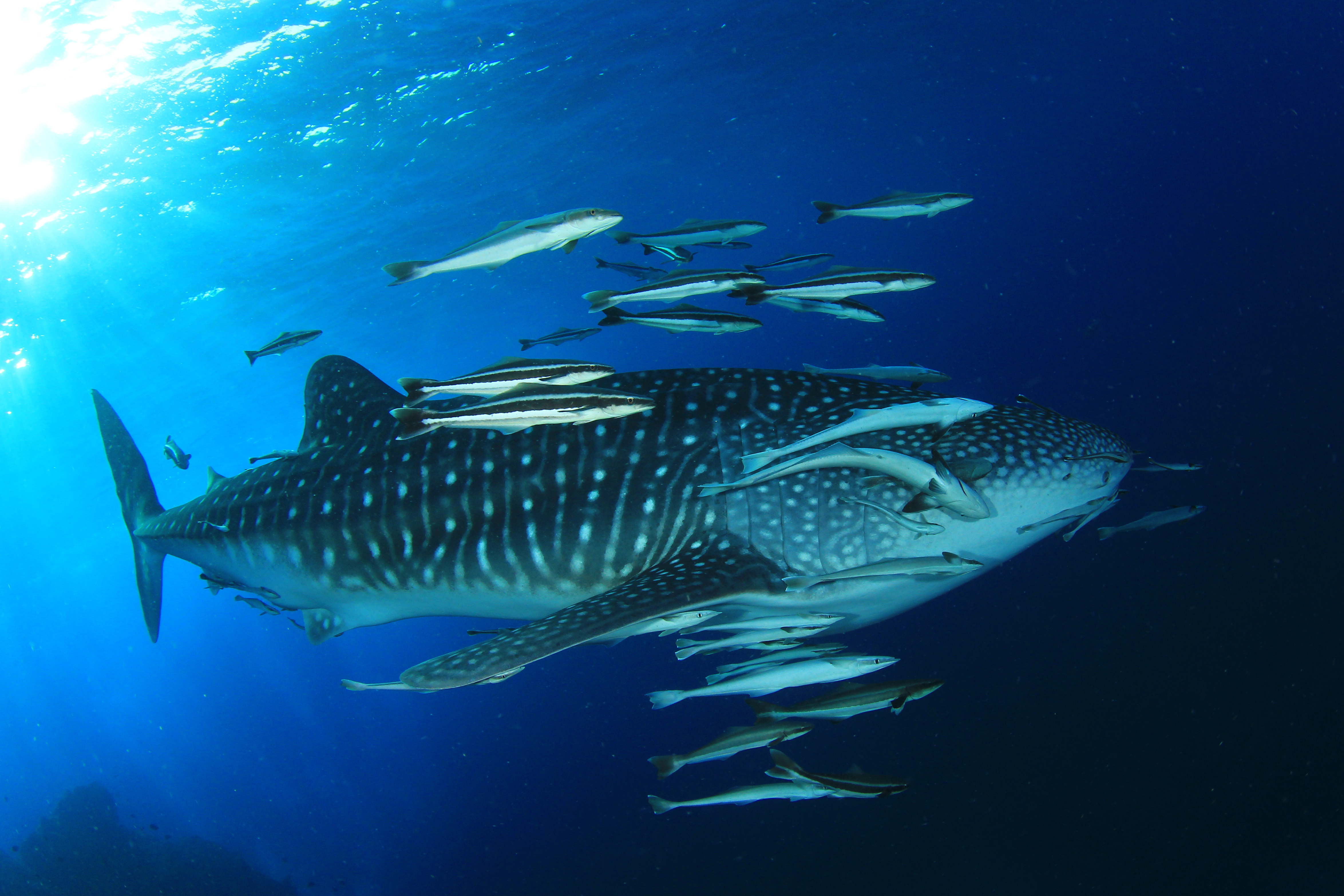 Xl Hawaii Whaleshark Fish Ocean