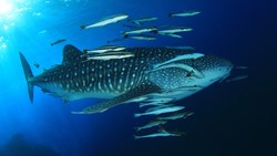 Xl Hawaii Whaleshark Fish Ocean