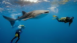 XL Maldives Hotel Scubaspa Whaleshark Diving