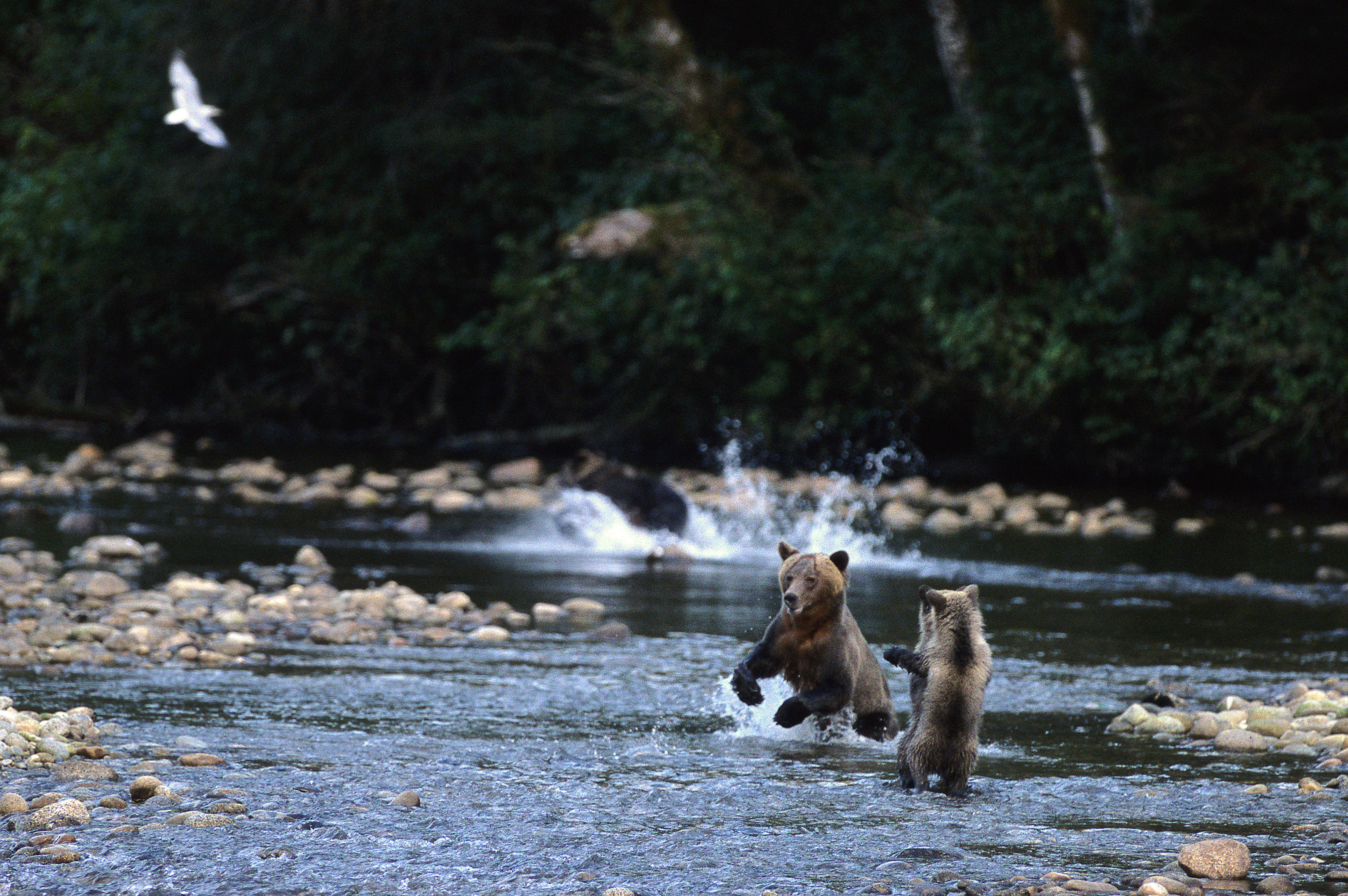 Xl Canada British Columbia Great Bear Lodge Brown Bear Cubs Playing