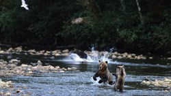 Xl Canada British Columbia Great Bear Lodge Brown Bear Cubs Playing