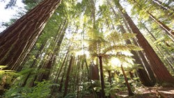 Xl New Zealand Rotorua Forest Redwood Big Trees