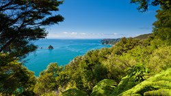 XL New Zealand Lush Sub Tropical Forest Vegetation Of Abel Tasman National Park