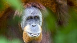 Orangutang