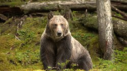 Xl Canada British Columbia Wild Bear Lodge Grizzly Bear