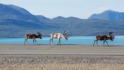 Xl Norway Raindeer Road Nature