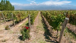 XL Argentina Mendoza Vineyards Winery Wine