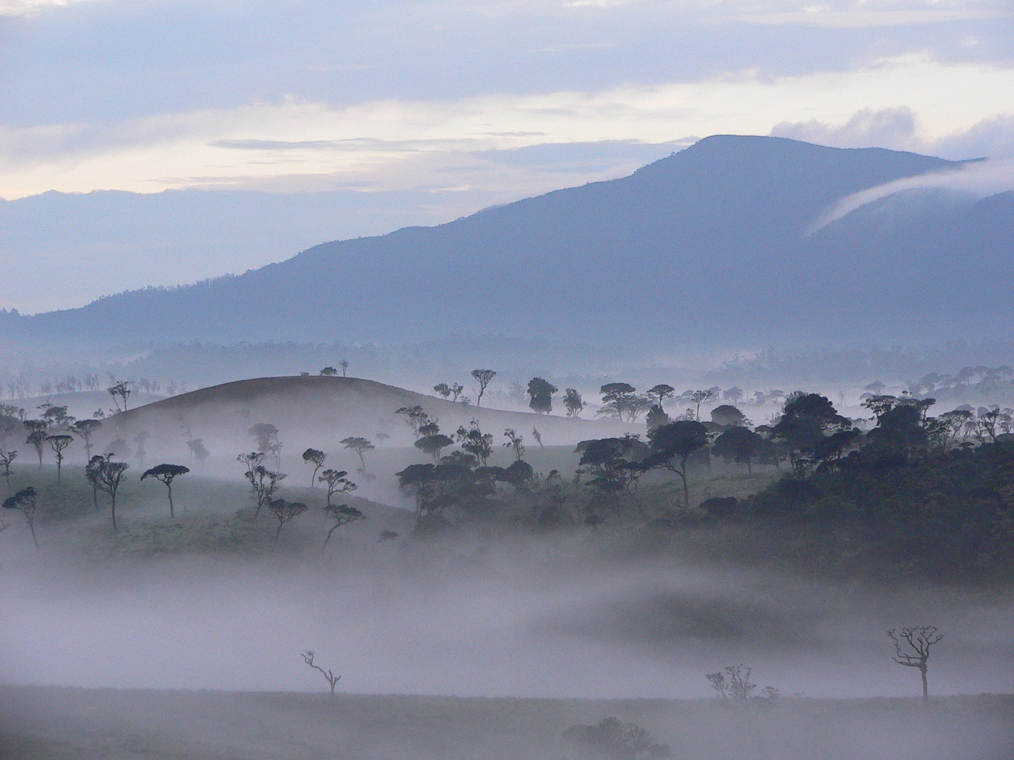 Xl Sri Lanka Horton Plains Fog Nature Trees
