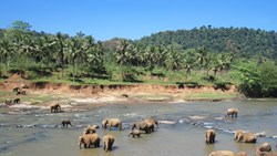 Xl Sri Lanka Yala National Park Indian Elephants River