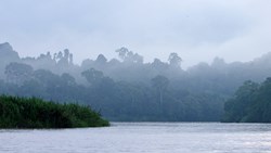 XL Borneo Kinabatangan River Fog
