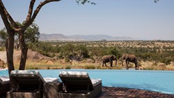 Xl Tanzania Four Seasons Safari Lodge Serengeti Infinitypool Elephants