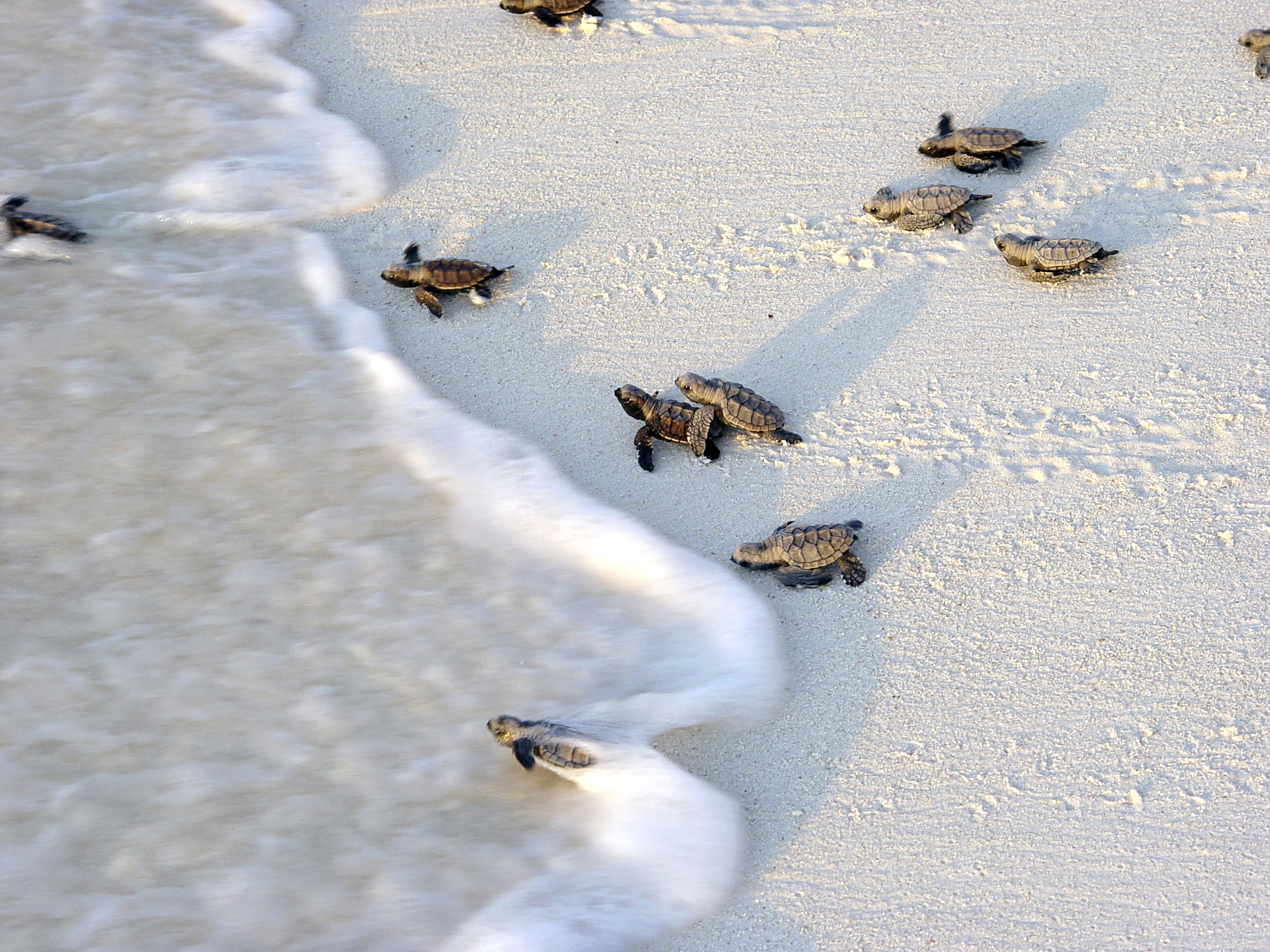 XL Seychelles Bird Island Turtle Hatchlings Beach Sand Sea