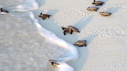 XL Seychelles Bird Island Turtle Hatchlings Beach Sand Sea