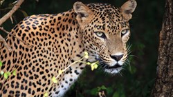 Xl Sri Lanka Yala National Park Leopard Animal