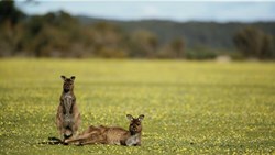Small Australia Kangaroo Island Exceptional Tour Kangaroos Field Animal