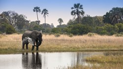 Xl Botswana Okavango Deltaet Sandibe Lodge Elephant