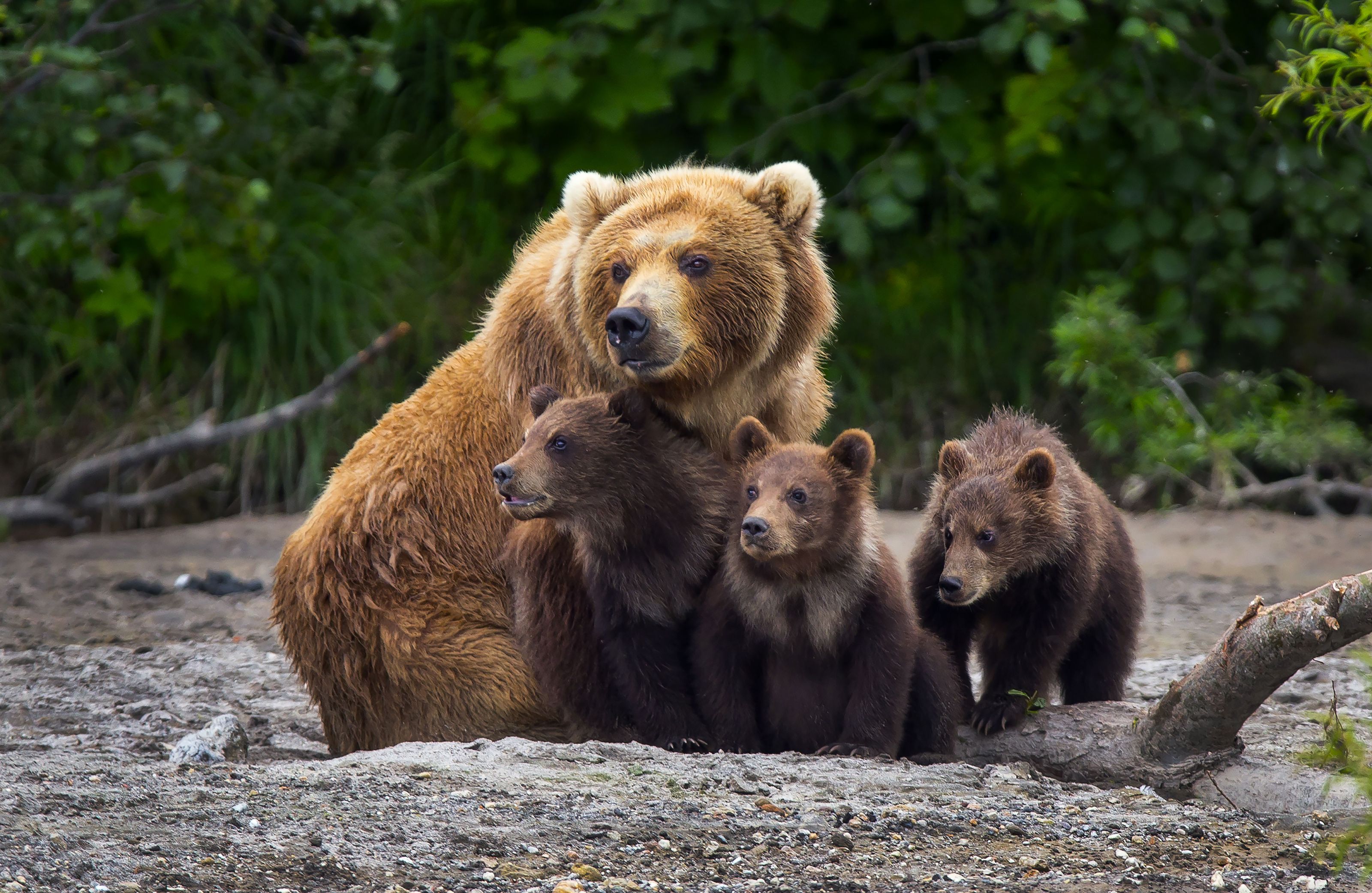 XL USA Alaska Katmai National Park Bear With Cubs