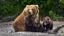 XL USA Alaska Katmai National Park Bear With Cubs