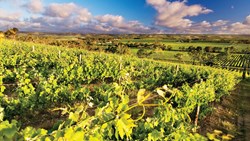 XL Australia South Australia Mclaren Val Darenberg Winery Vineyards View