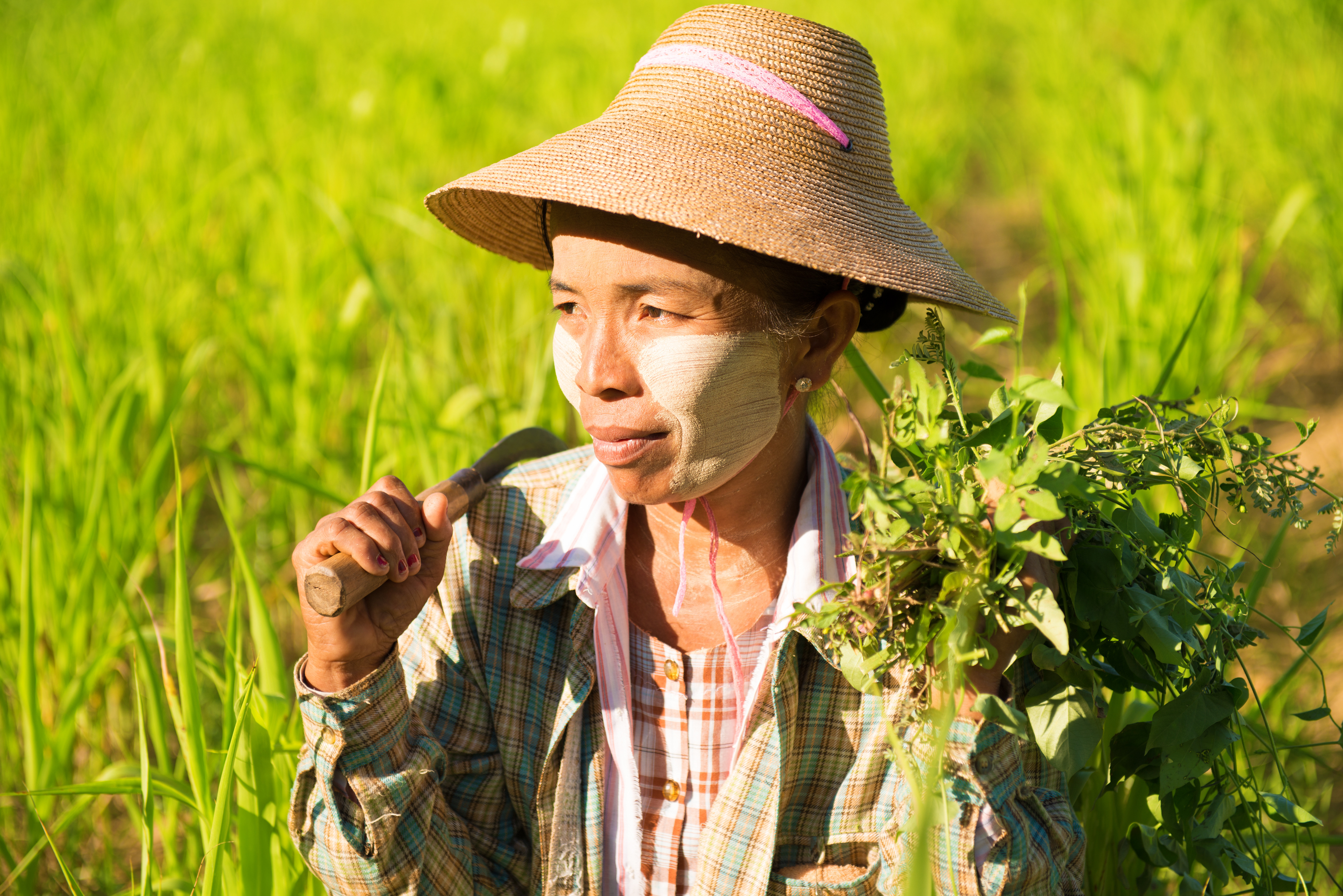 Xl Burma Burmese Woman Traditional Farmer Corn Field