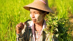 Xl Burma Burmese Woman Traditional Farmer Corn Field