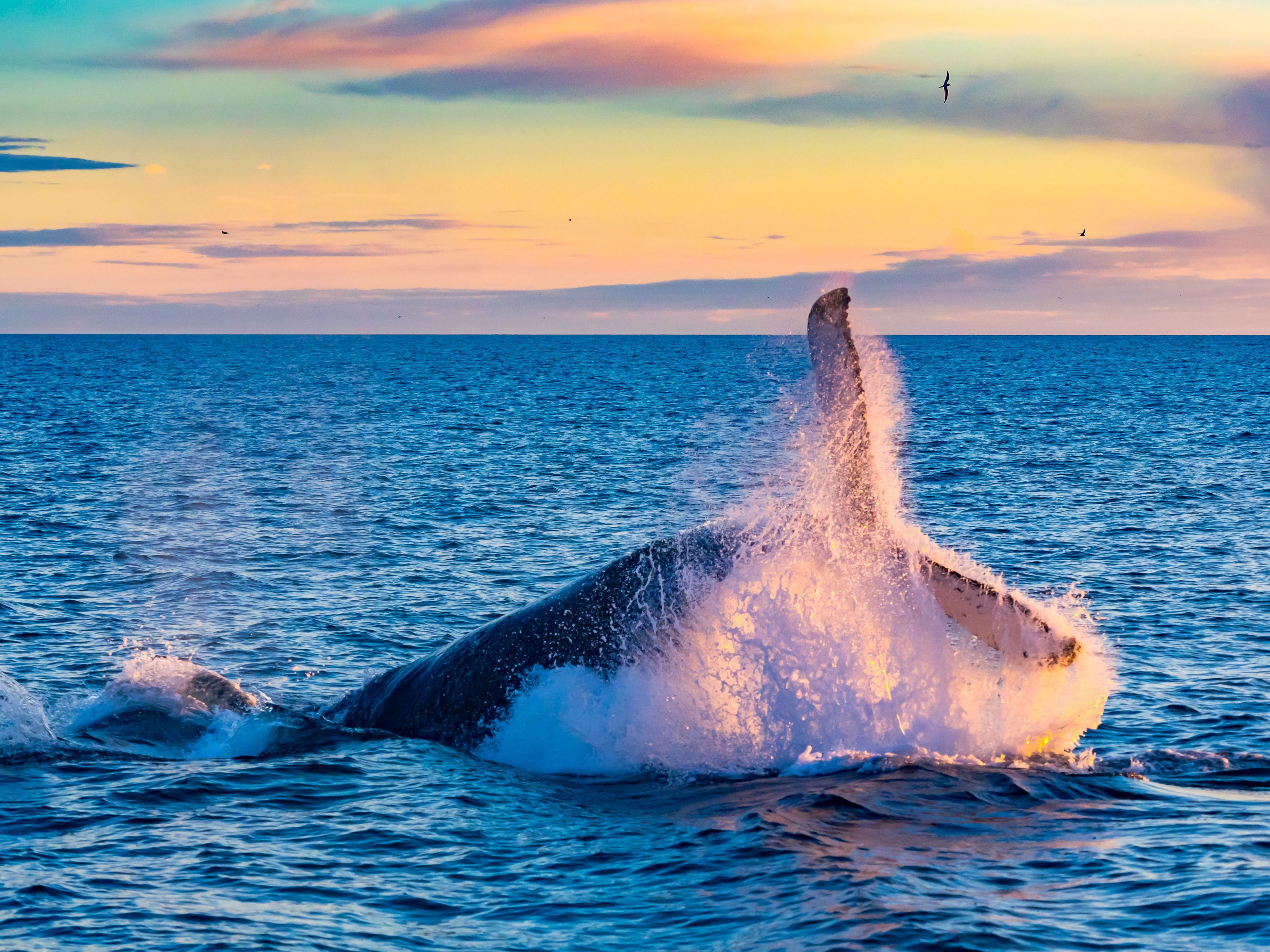 Xl Iceland Whale Watching Humpback Sunrise