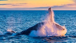Xl Iceland Whale Watching Humpback Sunrise