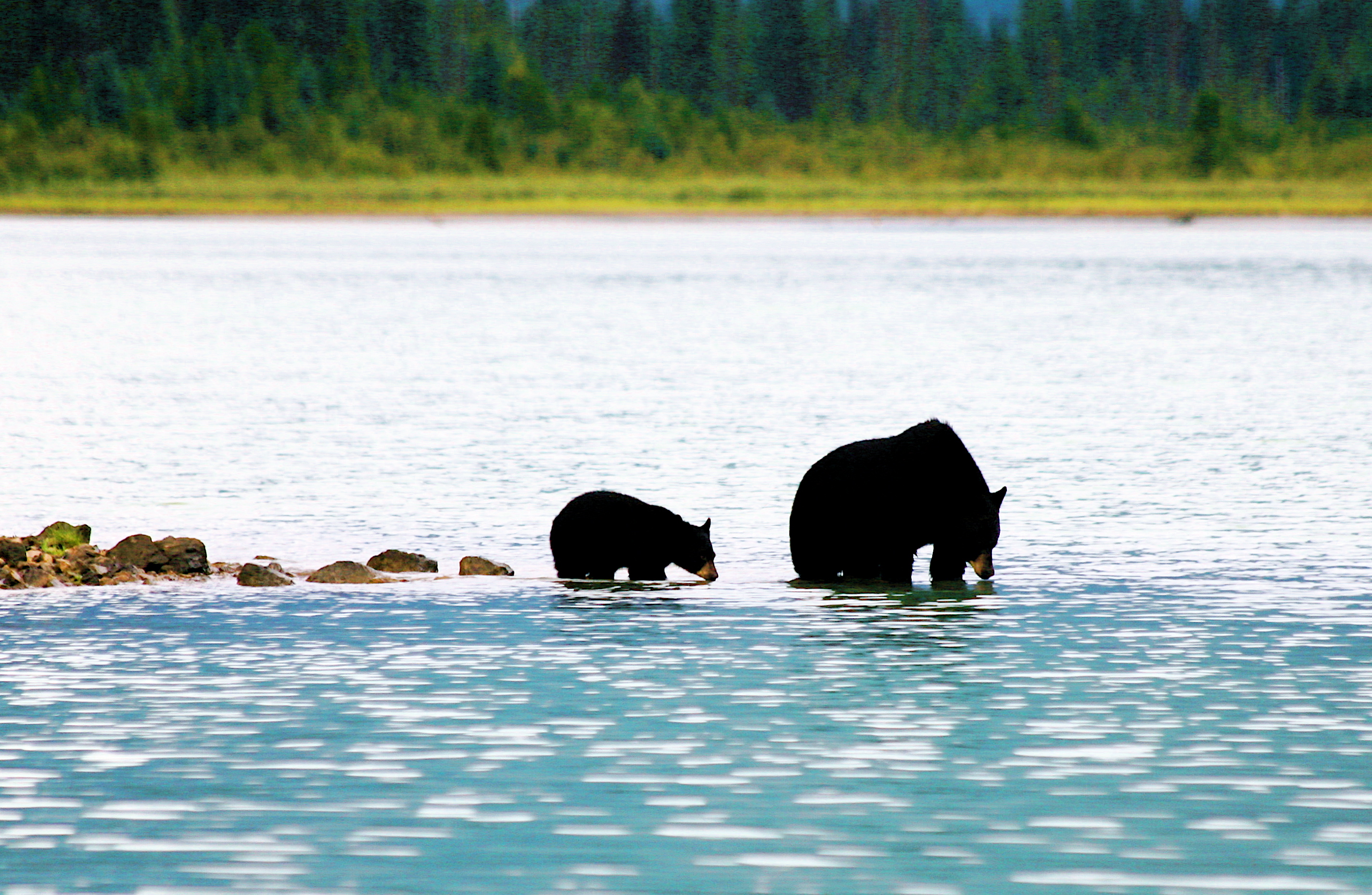 Small Canada Blue River Safari Safari Grizzly Bear Valley Learn To Swim