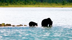 Small Canada Blue River Safari Safari Grizzly Bear Valley Learn To Swim
