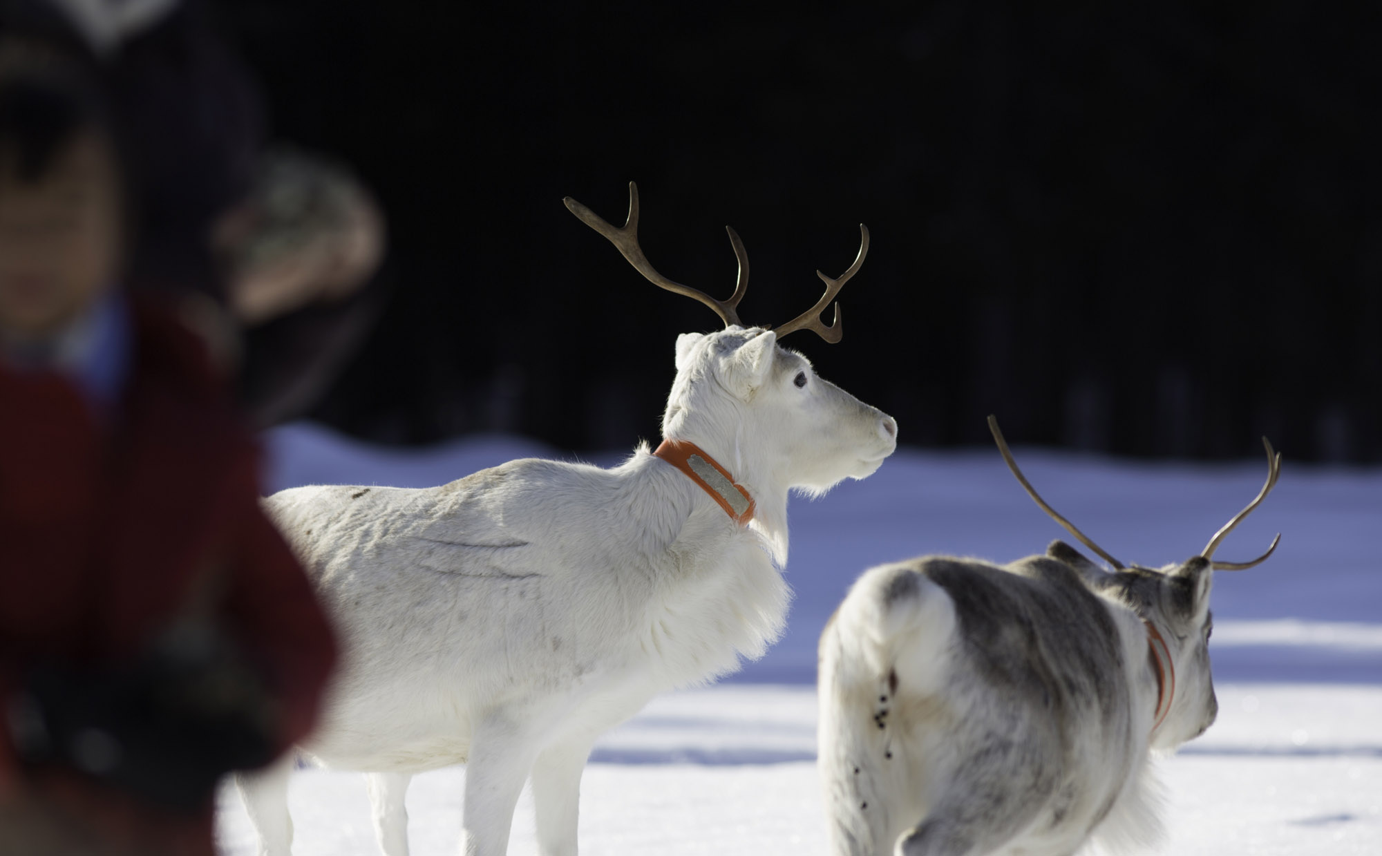XL Sweden Samer Experience White Reindeer