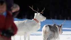 XL Sweden Samer Experience White Reindeer