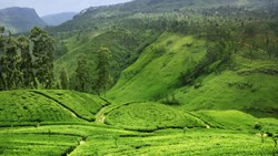 Xl Sri Lanka Tea Plantation Hills