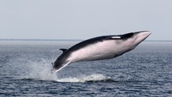 Xl Canada Quebec Whale Safari Jumping Whale