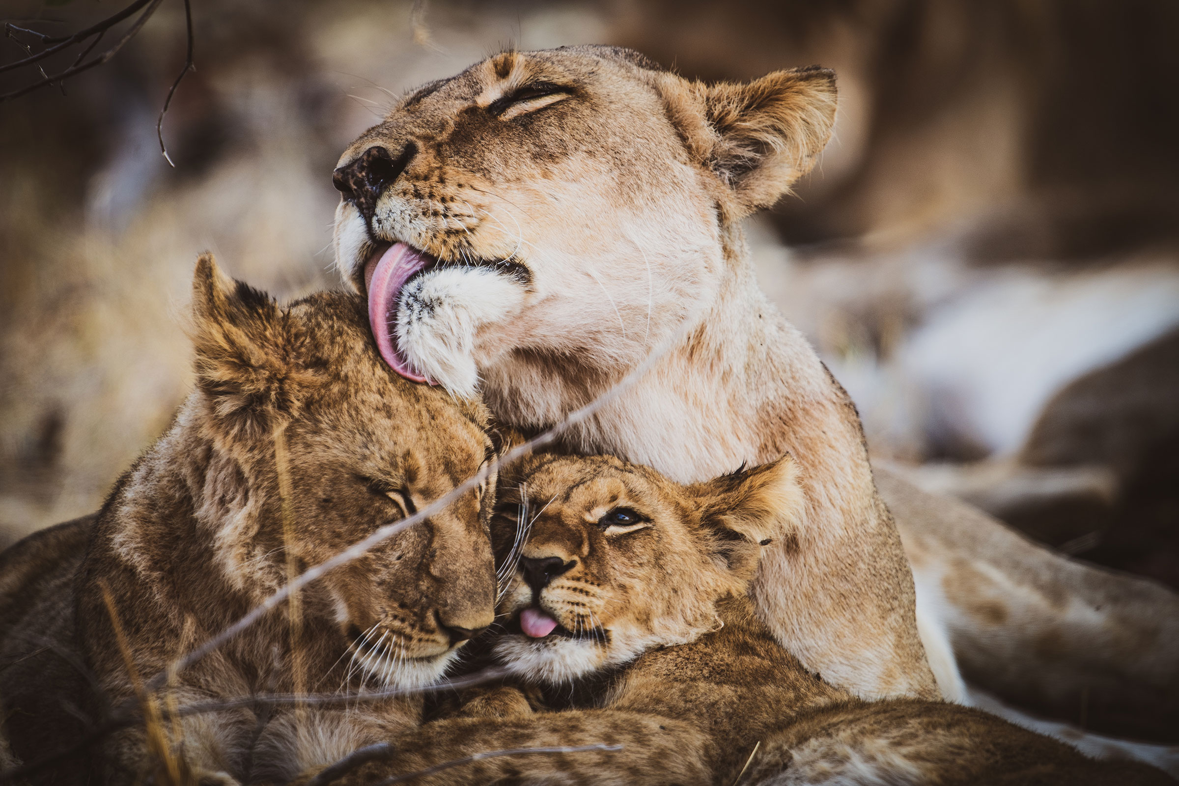 xl-Botswana Okavango Delta Lions