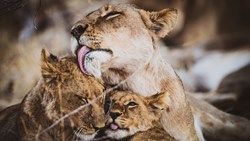 xl-Botswana Okavango Delta Lions