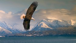 Xl USA Alaska American Bald Eagle Over Homer Alaska Harbor Animal Bird