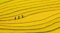 Xl Vietnam Yen Bai Chang Chai Terraced Rice Fields 3 Women