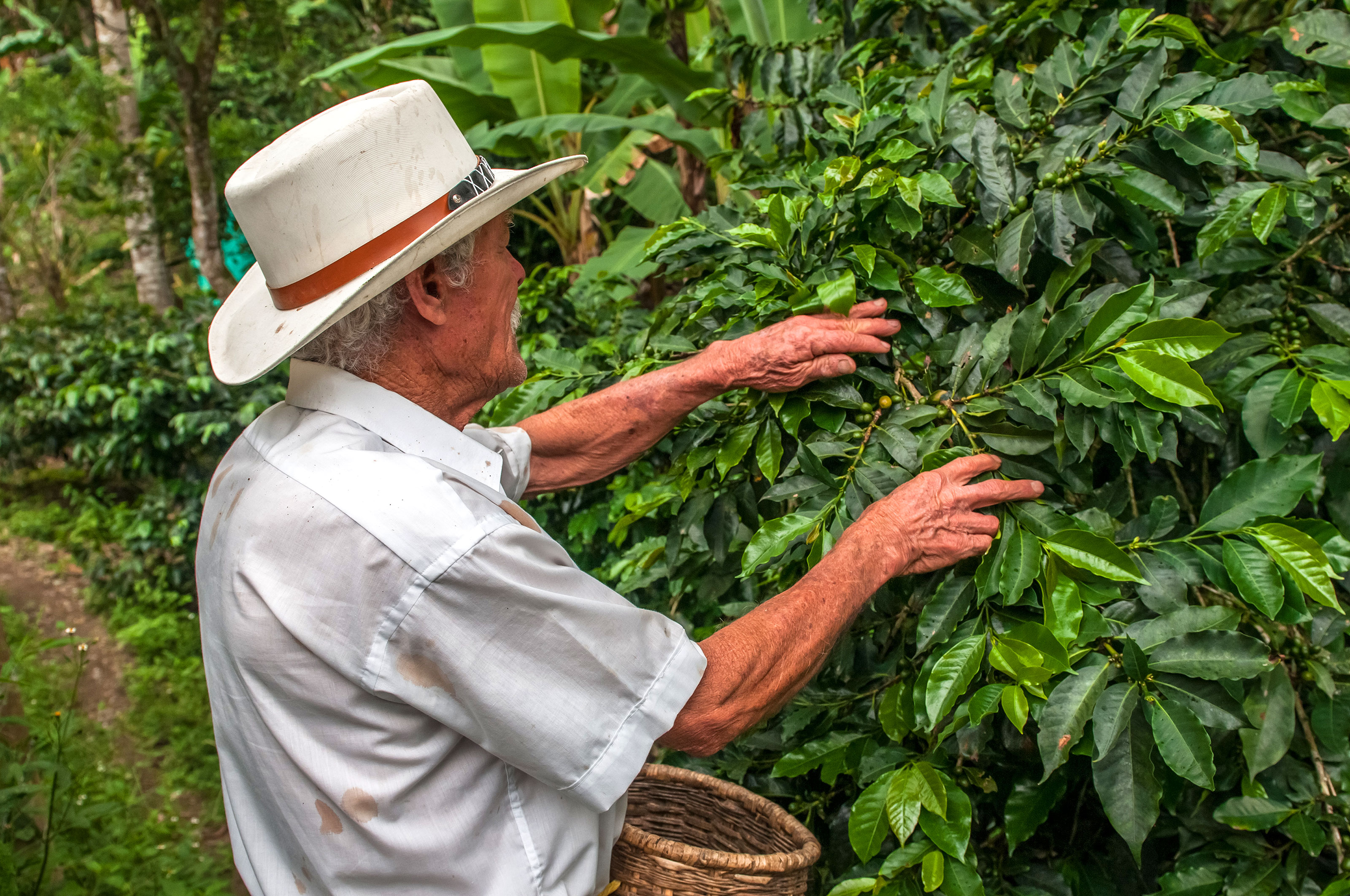 XL Colombia Coffee Region Coffee Process