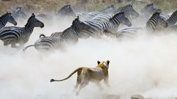XL Afrika Kenya Lion Zebra