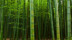 Xl Japan Hida Bamboo Forest