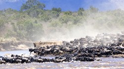 Xl Kenya Crossing The Mara River During The Great Migration