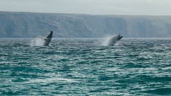 Xl Canada Newfoundland Humpback Whales Breach