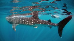 Xl Mexico Swimming With Whale Shark 2