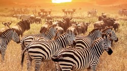 Topbillede Safari Serengeti National Park Tanzania 2