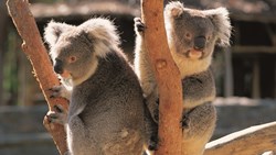 XL Australia Koalas Koala Branches Animals